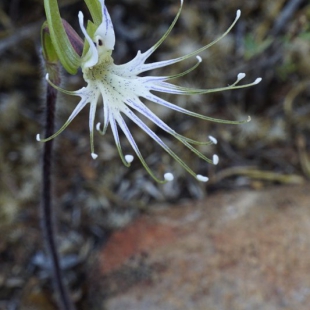 Bartholina etheliae